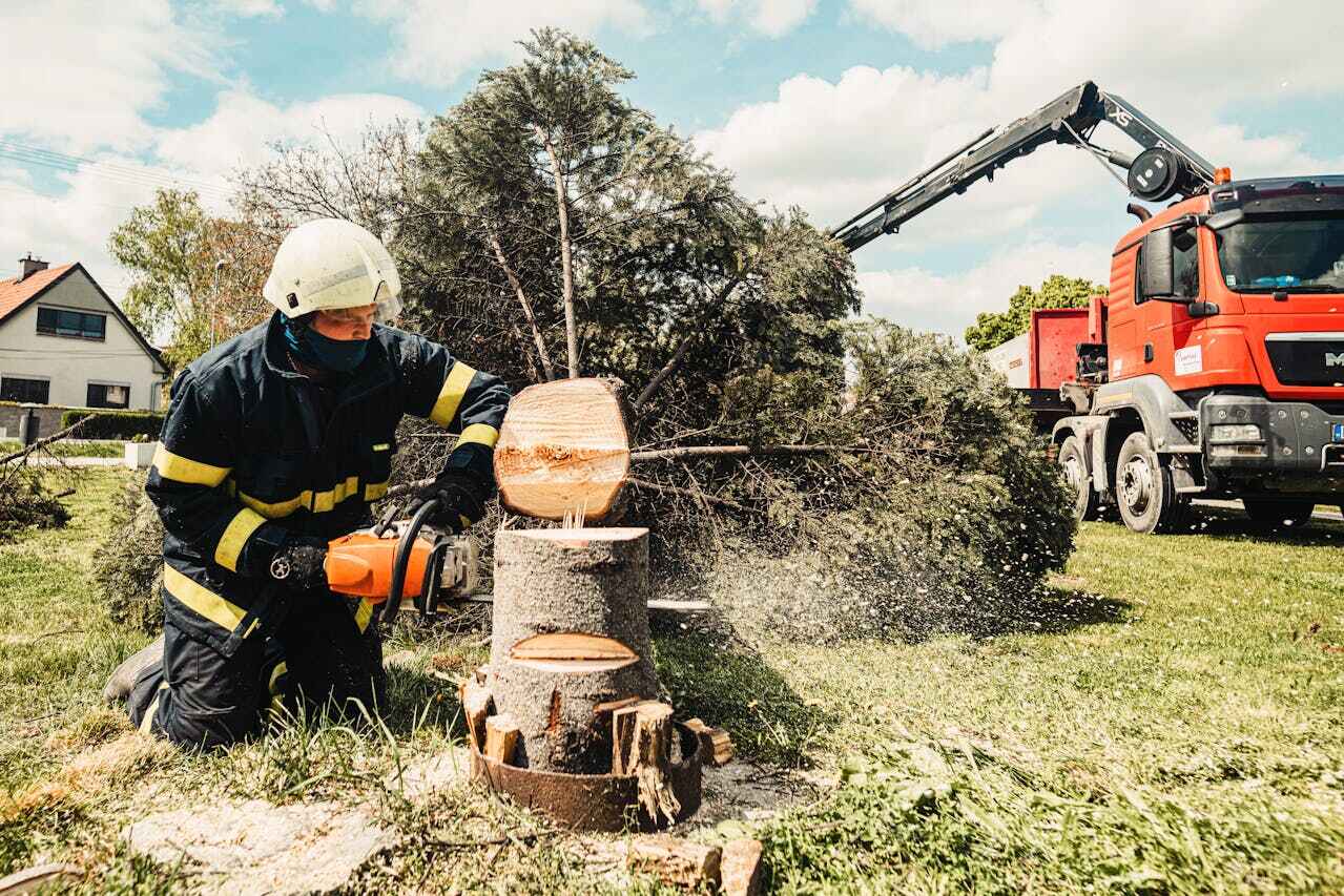 Dead Tree Removal in Levittown, PA